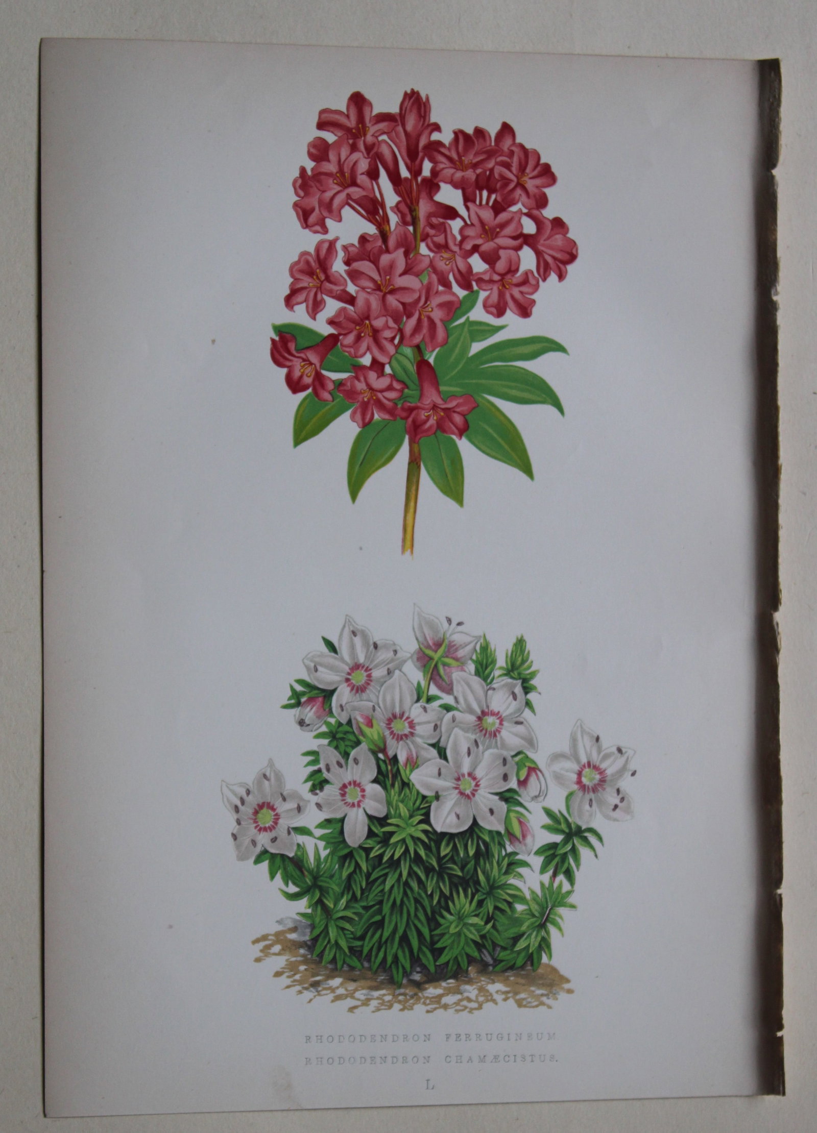 Alpine Plant engravings by AF Lydon & B Fawcett 1872: This beautiful wood engraving is from Alpine Plants: Figures and Descriptions of some of the Most Striking and Beautiful of the Alpine Flowers by David Wooster, F.R.H.S. Published by Bell and Daldy, L