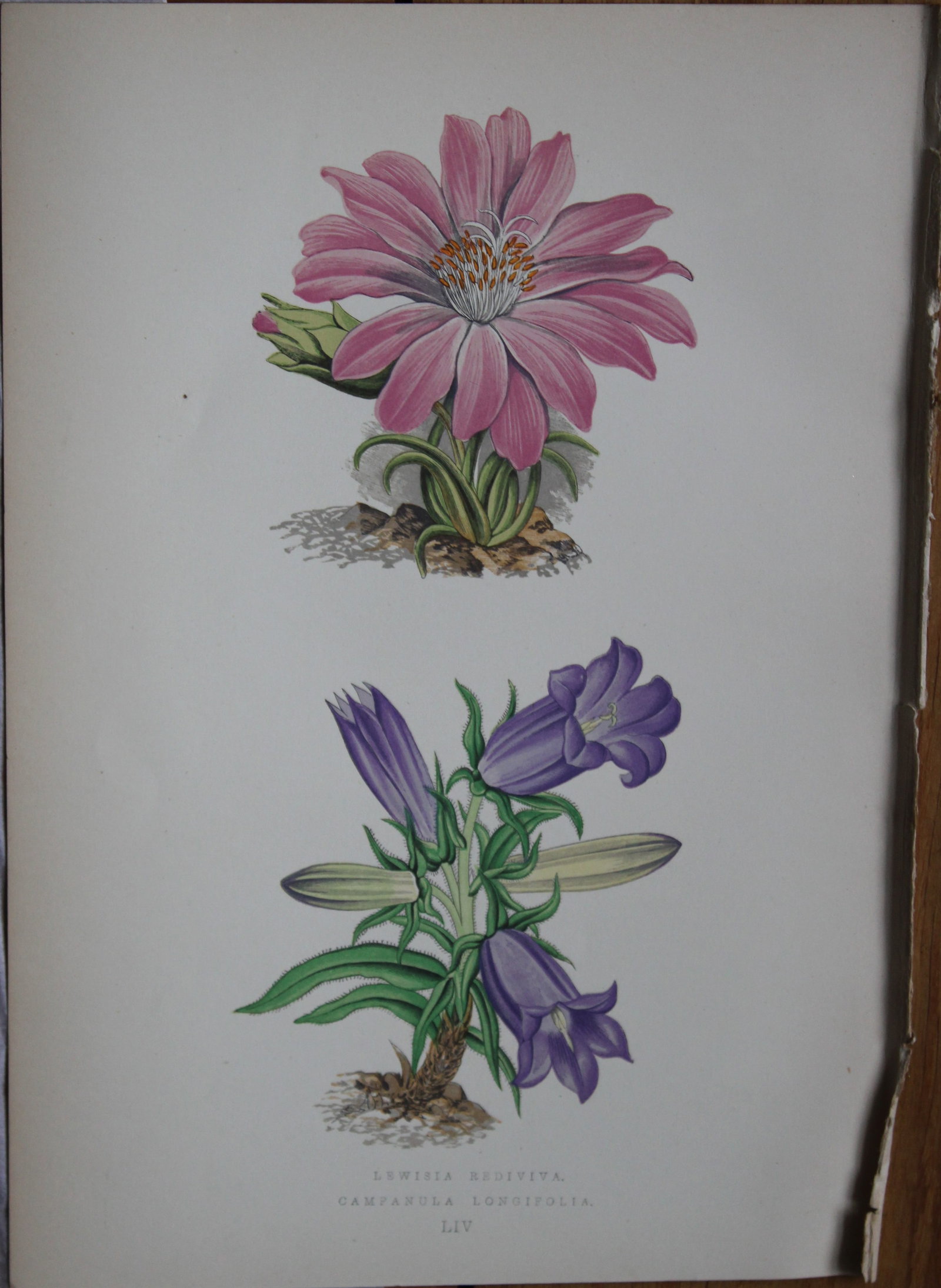 Alpine Plant engravings by AF Lydon & B Fawcett 1872: This beautiful wood engraving is from Alpine Plants: Figures and Descriptions of some of the Most Striking and Beautiful of the Alpine Flowers by David Wooster, F.R.H.S. Published by Bell and Daldy, L