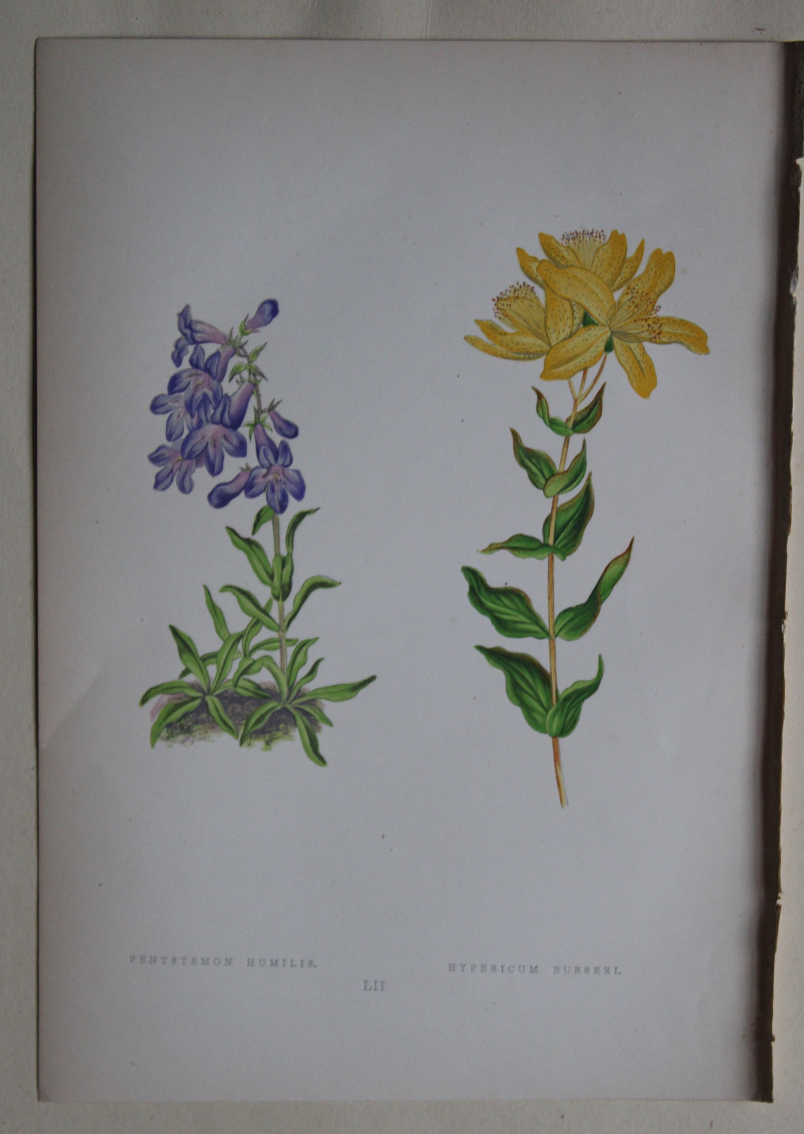 Alpine Plant engravings by AF Lydon & B Fawcett 1872: This beautiful wood engraving is from Alpine Plants: Figures and Descriptions of some of the Most Striking and Beautiful of the Alpine Flowers by David Wooster, F.R.H.S. Published by Bell and Daldy, L