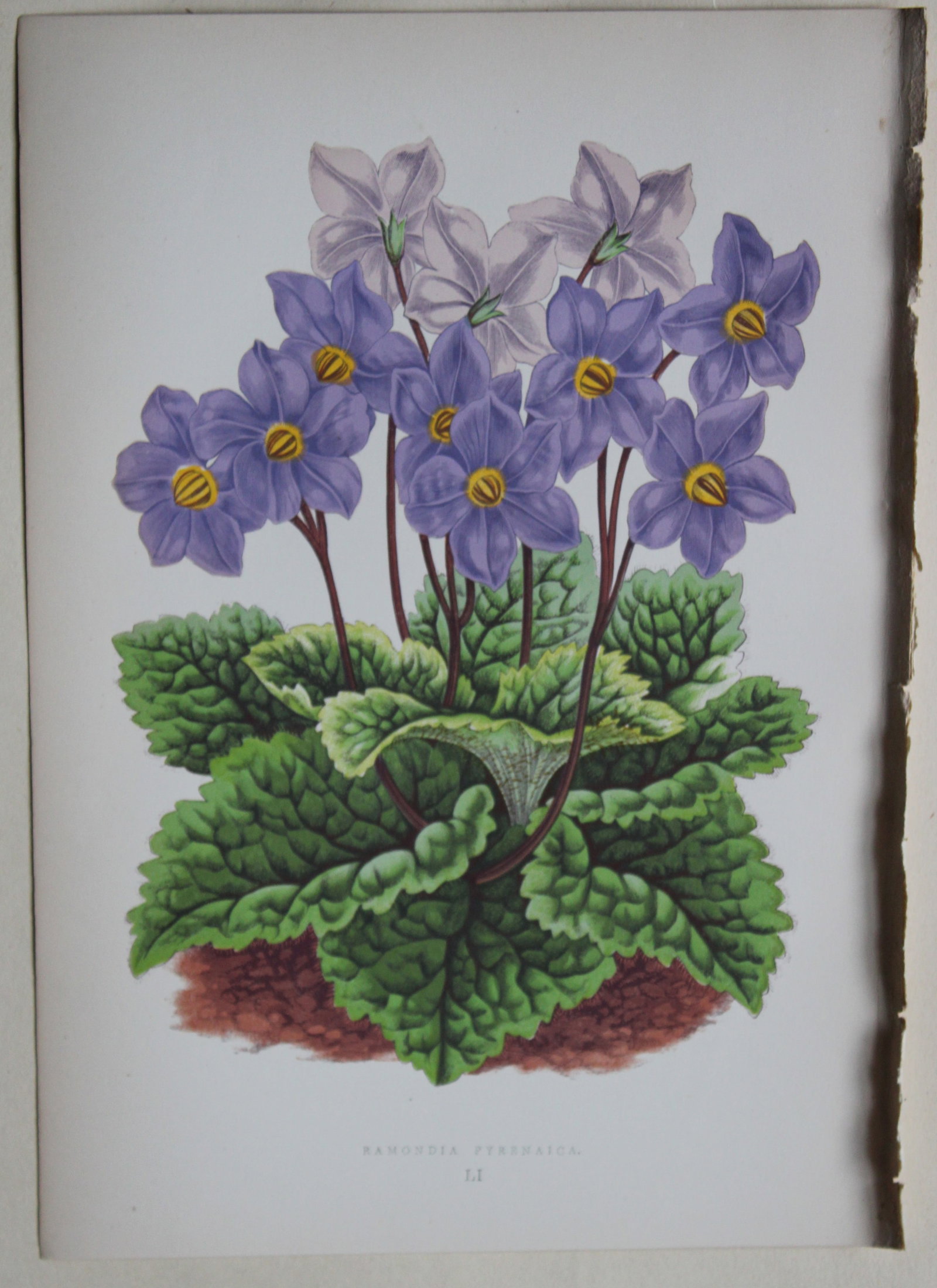 Alpine Plant engravings by AF Lydon & B Fawcett 1872 (1 of 1)