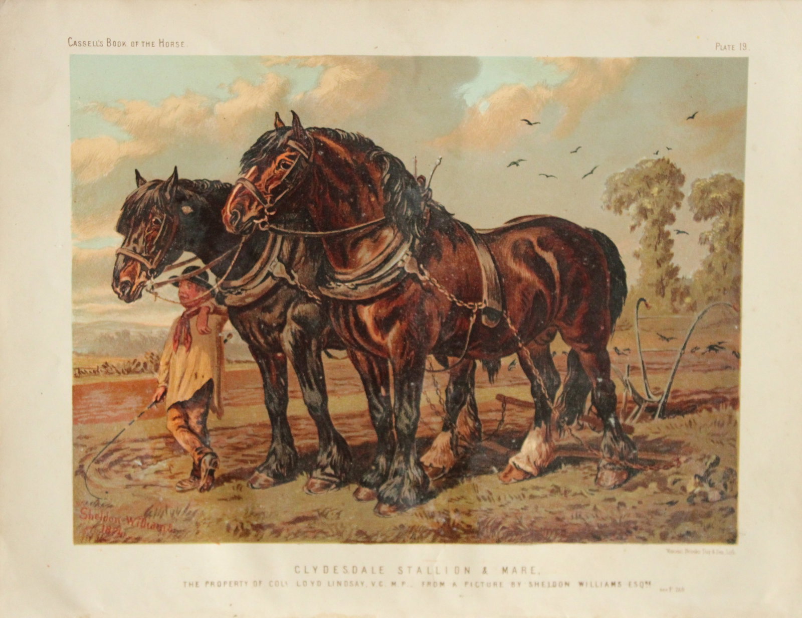 Cassell's Book of Horses - Clydesdale Stallion and Mare 1880: Chromolithograph from Cassell's Book of Horses. Published by Loyd Lindsay, 1880.Size approx. 10.5in x 8in (26.5cm x 20.5cm).