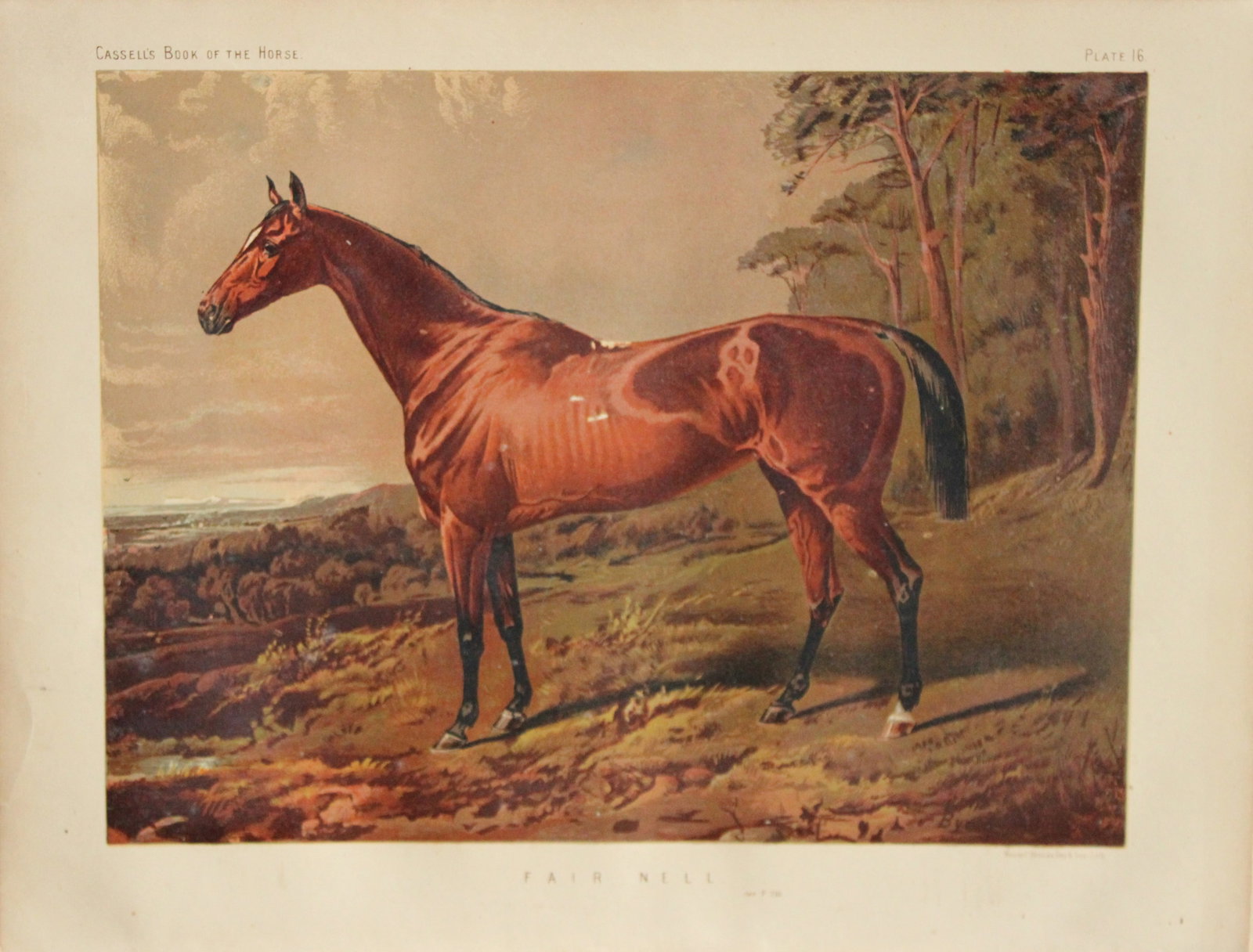 Cassell's Book of Horses - Fair Nell 1880: Chromolithograph from Cassell's Book of Horses. Published by Loyd Lindsay, 1880.Size approx. 10.5in x 8in (26.5cm x 20.5cm).