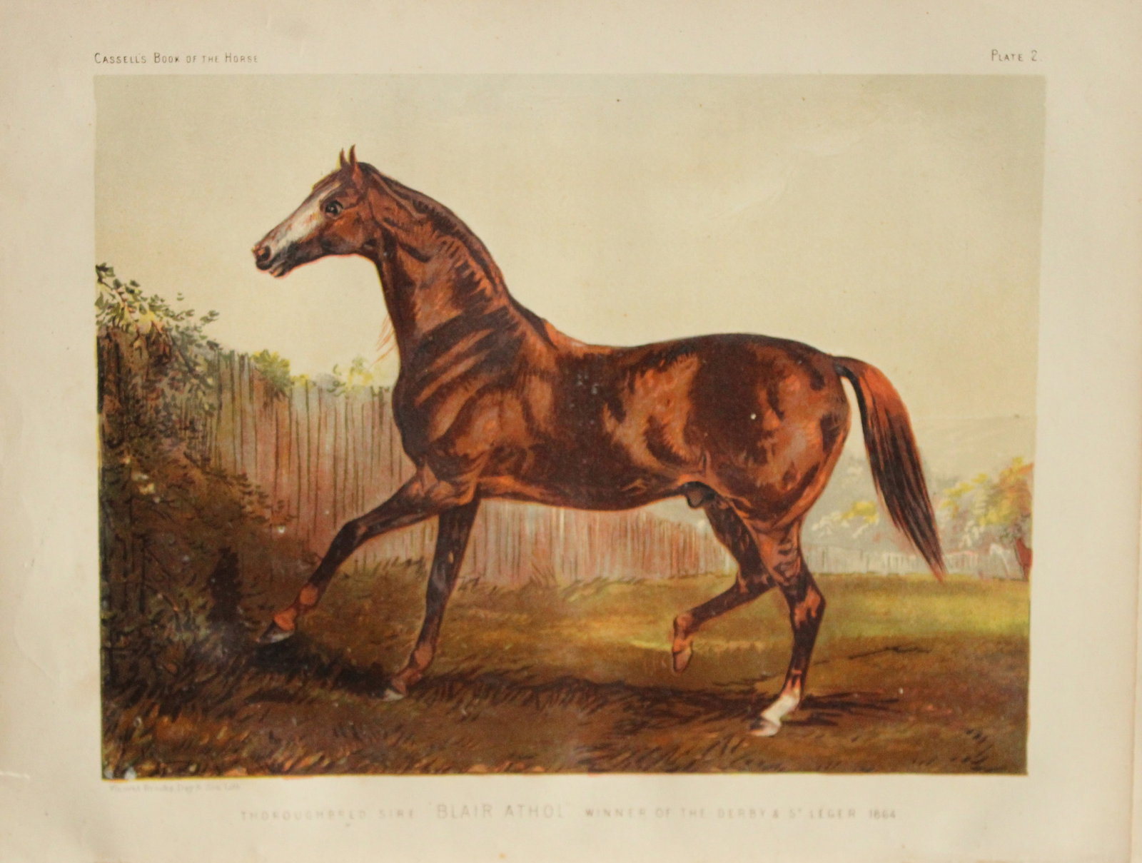 Cassell's Book of Horses - Blair Athol 880: Chromolithograph from Cassell's Book of Horses. Published by Loyd Lindsay, 1880.Size approx. 10.5in x 8in (26.5cm x 20.5cm).