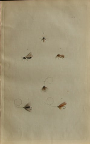 Alfred Ronald - Fly fishing engraving 1868: This hand-coloured engraving is from The Fly-Fisher?s Entomology by Alfred Ronald published in London by Longman, Green, Longman, & Roberts, 1868.The Fly-Fisher's Entomology, first published in 1836, 