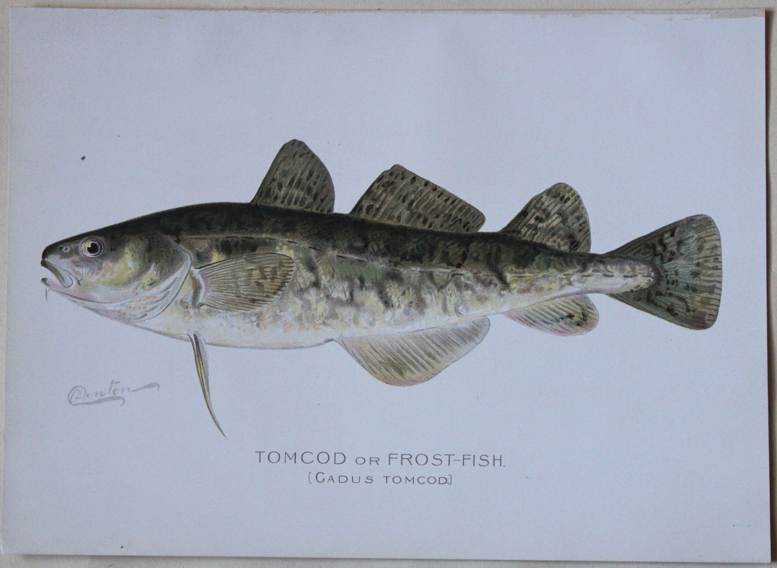 Sherman Denton - Tomcod c1895 (1 of 1)