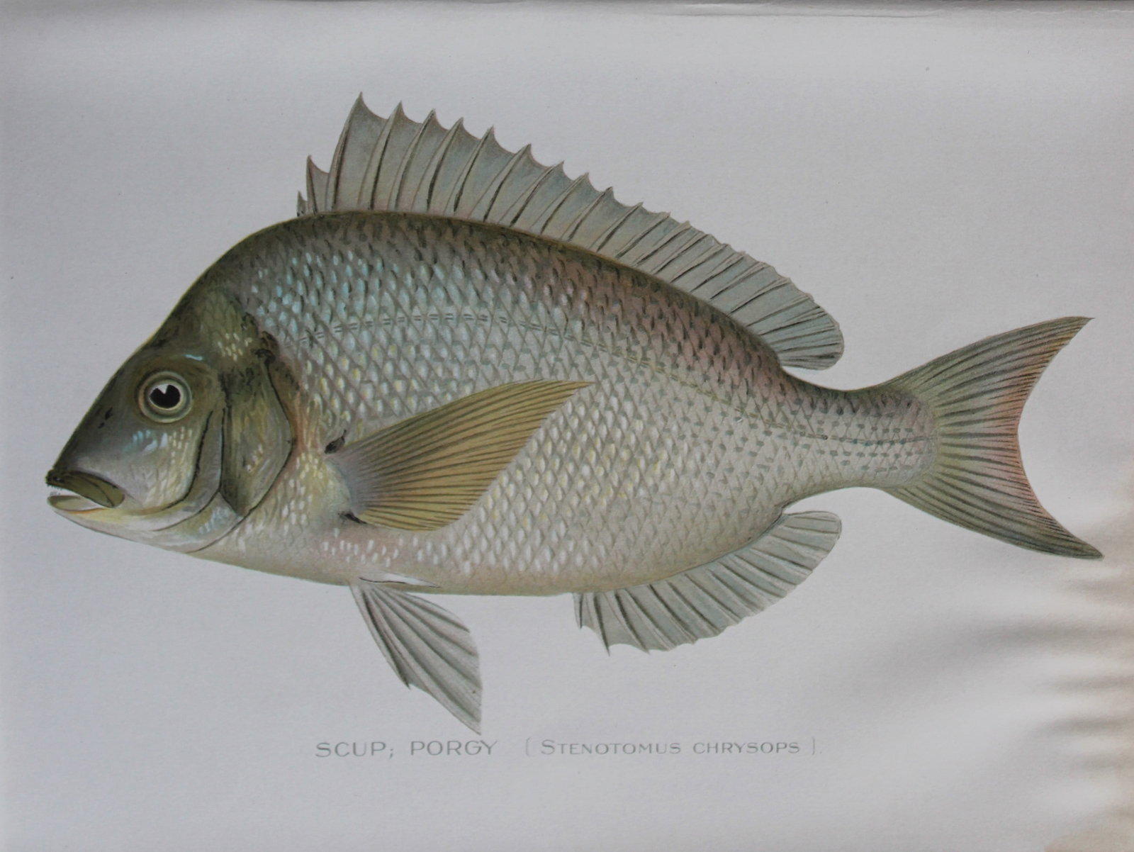Sherman Denton - Scup Porgy c1895: This plate is by Sherman F. Denton from the Forest, Fish and Game Commision NYS Annual Reports 1895-1900. Sherman Foote Denton (1856-1937) is best known for the nature drawings that he was commissione