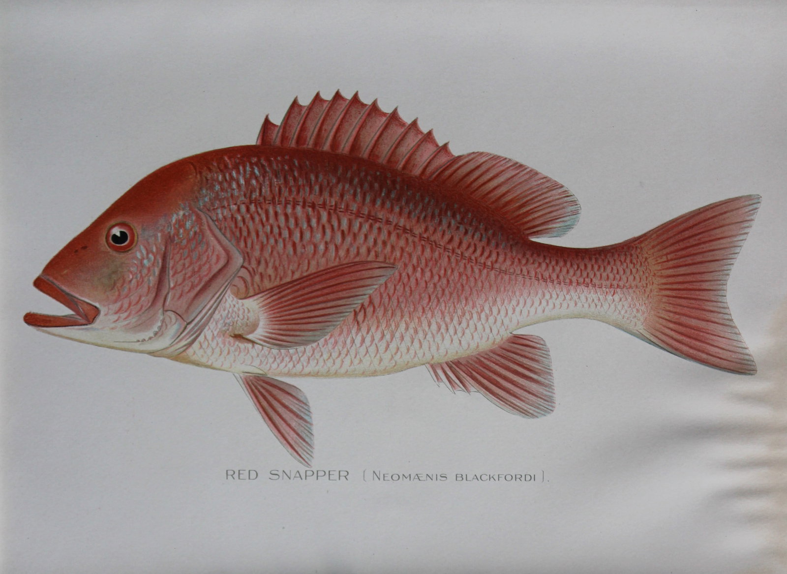 Sherman Denton - Red Snapper c1895: This plate is by Sherman F. Denton from the Forest, Fish and Game Commision NYS Annual Reports 1895-1900. Sherman Foote Denton (1856-1937) is best known for the nature drawings that he was commissione