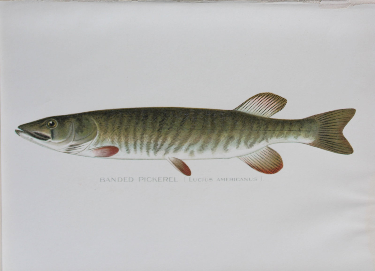 Sherman Denton - Banded Pickerel c1895: This plate is by Sherman F. Denton from the Forest, Fish and Game Commision NYS Annual Reports 1895-1900. Sherman Foote Denton (1856-1937) is best known for the nature drawings that he was commissione