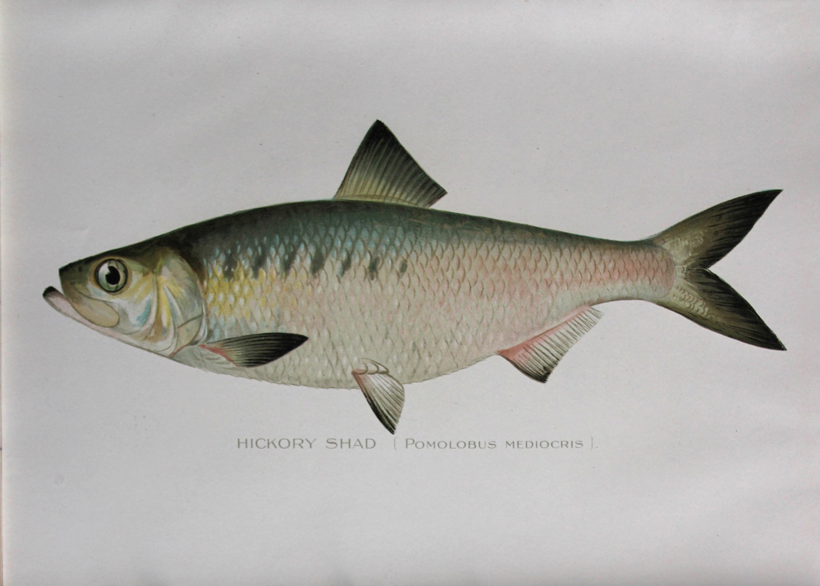 Sherman Denton - Hickory Shad c1895 (1 of 1)