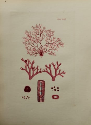 William Harvey - Hand-coloured lithograph of Sea-Weed 1846 (1 of 1)
