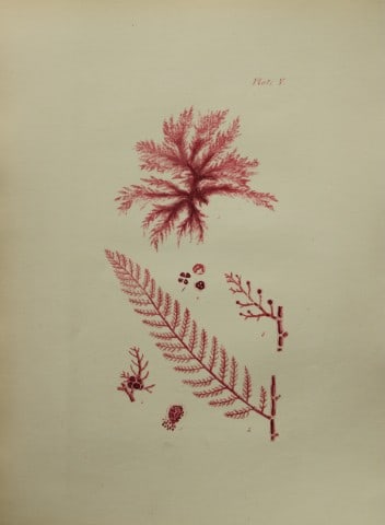 William Harvey - Hand-coloured lithograph of Sea-Weed 1846 (1 of 1)