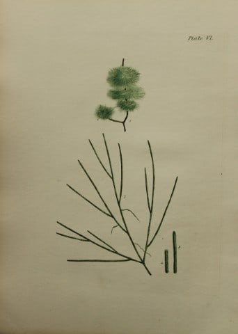 William Harvey - Hand-coloured lithograph of Sea-Weed 1846: This lithograph is from Phycologia Britannica or A History of British Sea-Weeds containing figures generic and specific characters, synonymes and descriptions by William Heny Harvey. Published by Reev
