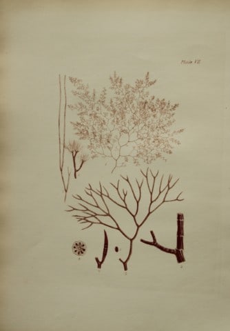 William Harvey - Hand-coloured lithograph of Sea-Weed 1846: This lithograph is from Phycologia Britannica or A History of British Sea-Weeds containing figures generic and specific characters, synonymes and descriptions by William Heny Harvey. Published by Reev