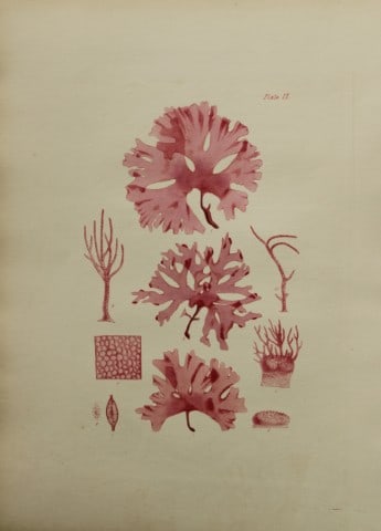 William Harvey - Hand-coloured lithograph of Sea-Weed 1846: This lithograph is from Phycologia Britannica or A History of British Sea-Weeds containing figures generic and specific characters, synonymes and descriptions by William Heny Harvey. Published by Reev