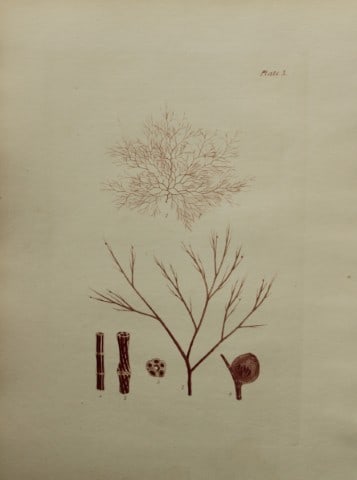 William Harvey - Hand-coloured lithograph of Sea-Weed 1846: This lithograph is from Phycologia Britannica or A History of British Sea-Weeds containing figures generic and specific characters, synonymes and descriptions by William Heny Harvey. Published by Reev