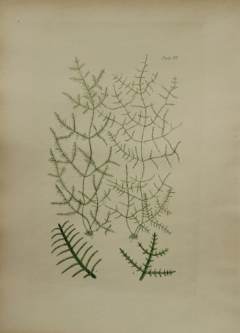 William Harvey - Hand-coloured lithograph of Sea-Weed 1846 (1 of 1)