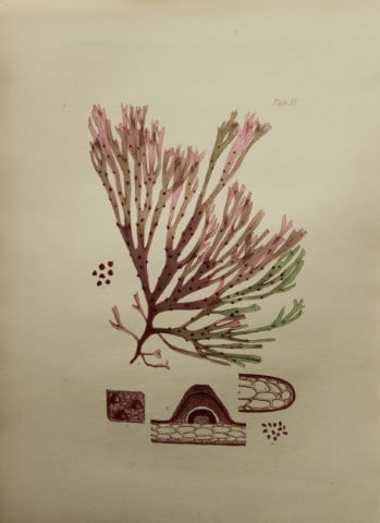 William Harvey - Hand-coloured lithograph of Sea-Weed 1846 (1 of 1)