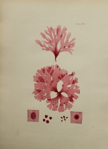 William Harvey - Hand-coloured lithograph of Sea-Weed 1846 (1 of 1)