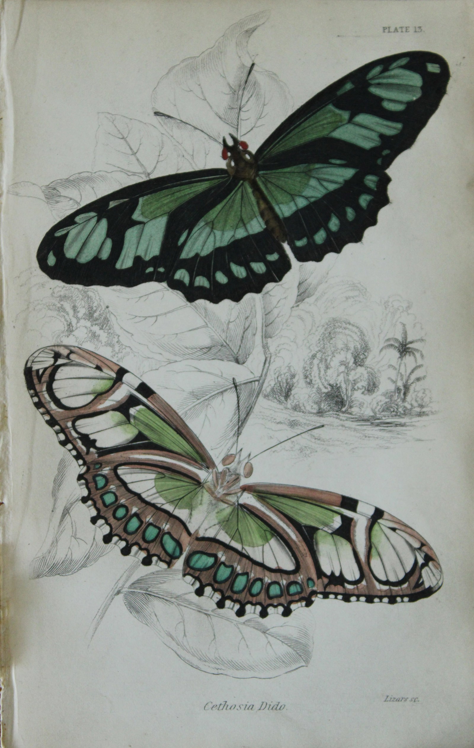 James Duncan - Hand coloured engraving of a Foreign Butterfly 1837 (1 of 1)