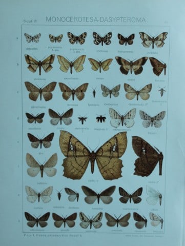 Adalbert Seitz - Butterflies of the World 1914: This chromolithographic print is from The Macrolepidoptera of the World by Dr Adalbert Seitz. Published in Stuttgart, Kernen Verlag, 1914.The fine plates in this work were made using the process of 10