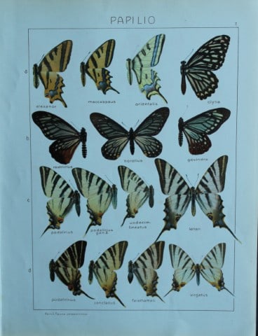 Adalbert Seitz - Butterflies of the World 1914 (1 of 1)