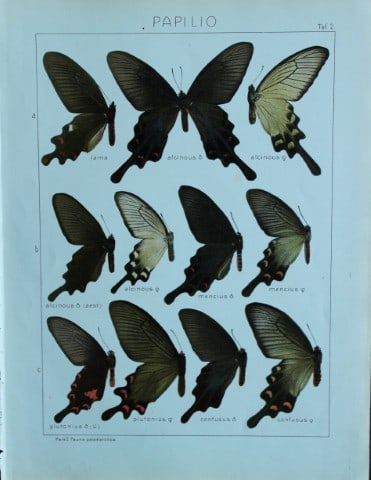 Adalbert Seitz - Butterflies of the World 1914: This chromolithographic print is from The Macrolepidoptera of the World by Dr Adalbert Seitz. Published in Stuttgart, Kernen Verlag, 1914.The fine plates in this work were made using the process of 10