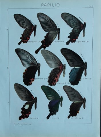 Adalbert Seitz - Butterflies of the World 1914 (1 of 1)