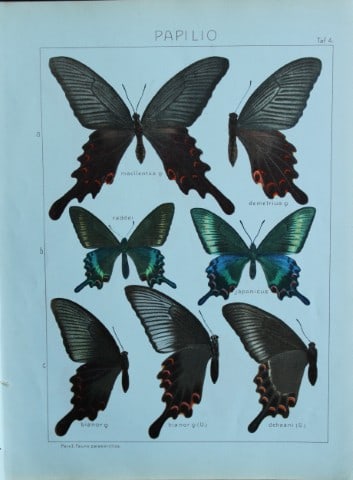 Adalbert Seitz - Butterflies of the World 1914 (1 of 1)