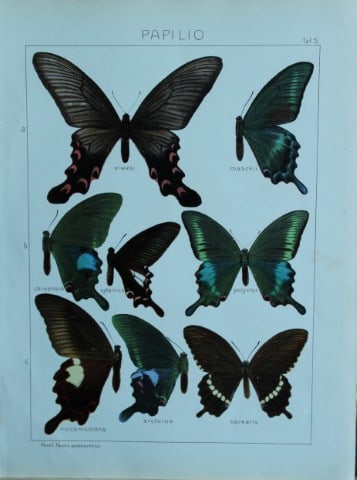 Adalbert Seitz - Butterflies of the World 1914 (1 of 1)