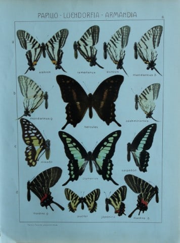 Adalbert Seitz - Butterflies of the World 1914 (1 of 1)