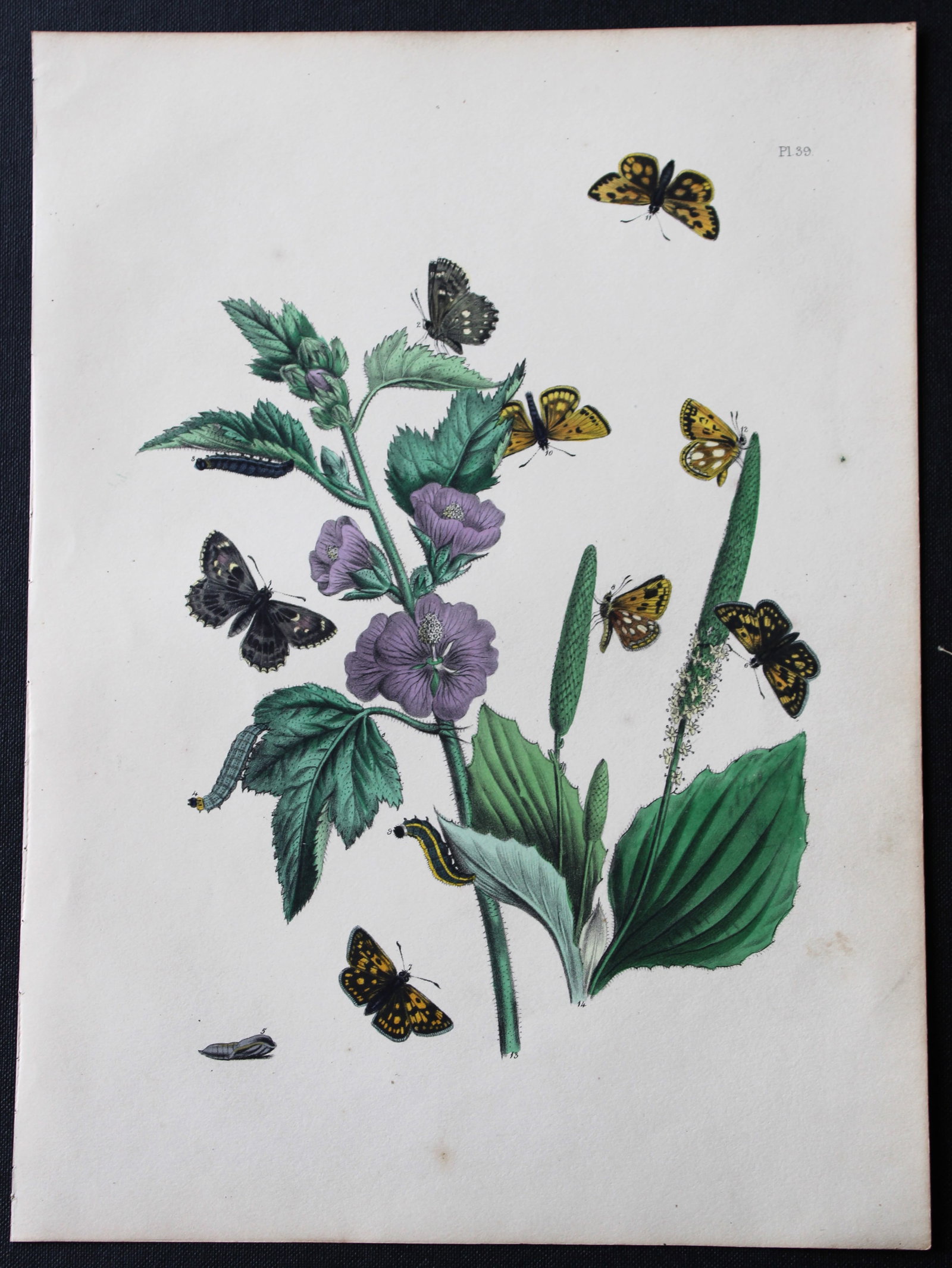 HN Humphreys - Hand coloured lithograph of British butterflies 1841: This original hand-coloured lithograph, arranged and illustrated by H.N. Humphreys with descriptions by J. O. Westwood, is from British Butterflies and their Transformations, published in London 1841.