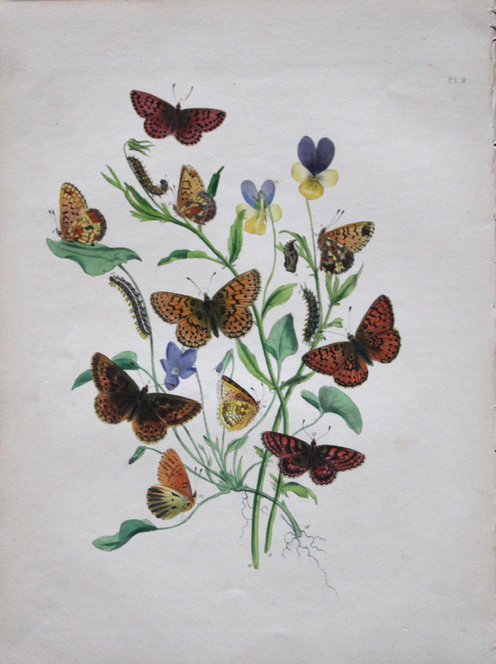 HN Humphreys - Hand coloured lithograph of British butterflies 1841: This original hand-coloured lithograph, arranged and illustrated by H.N. Humphreys with descriptions by J. O. Westwood, is from British Butterflies and their Transformations, published in London 1841.