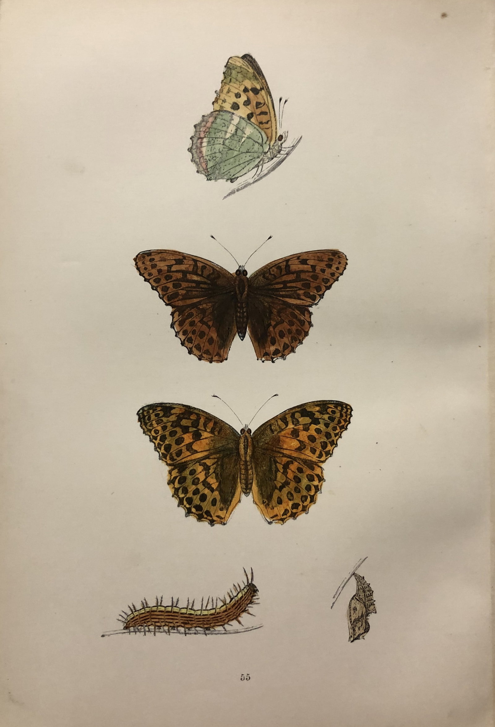 Rev. FO Morris -Print of British Butterflies 1895 (1 of 1)