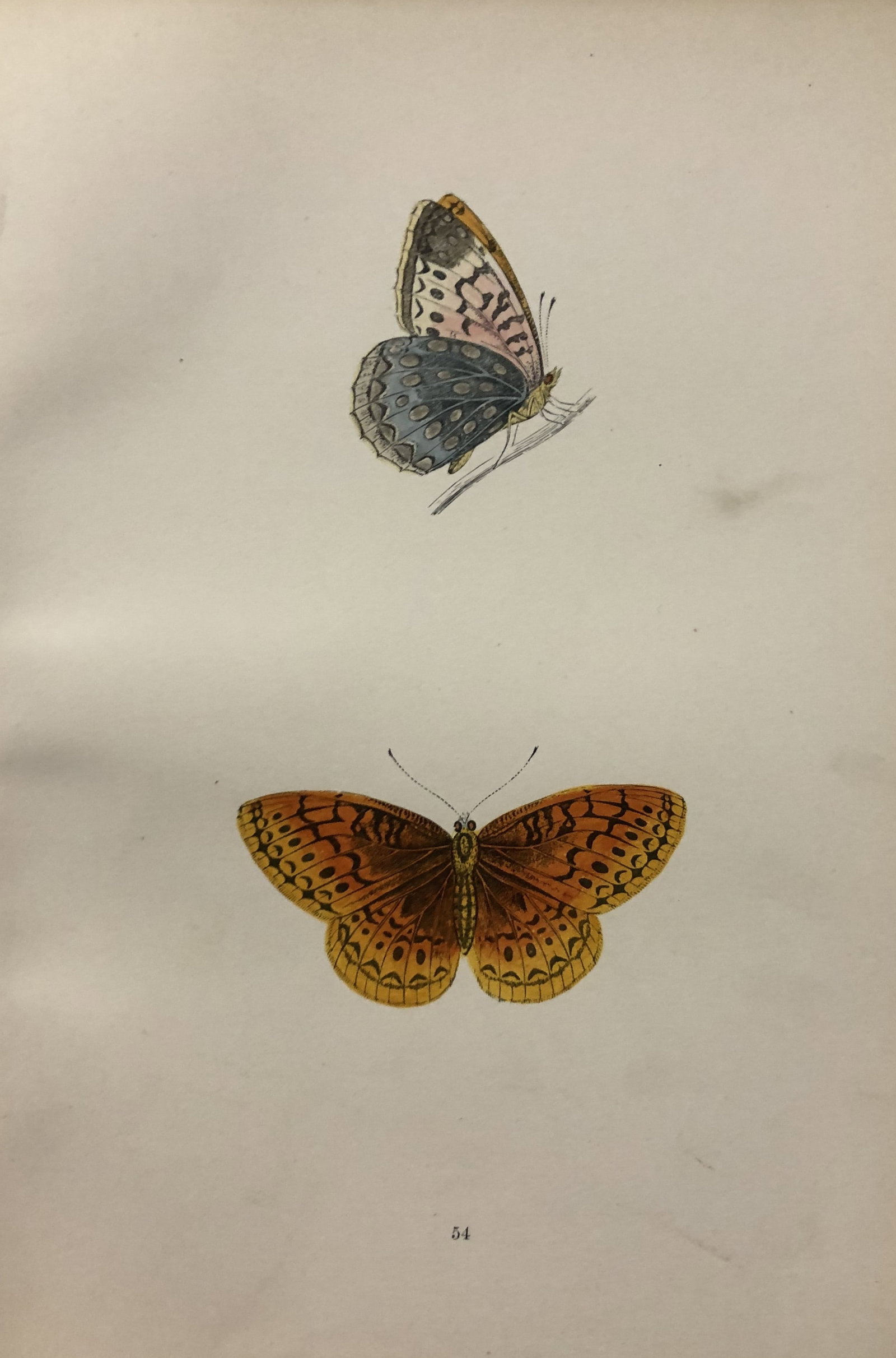Rev. FO Morris -Print of British Butterflies 1895 (1 of 1)