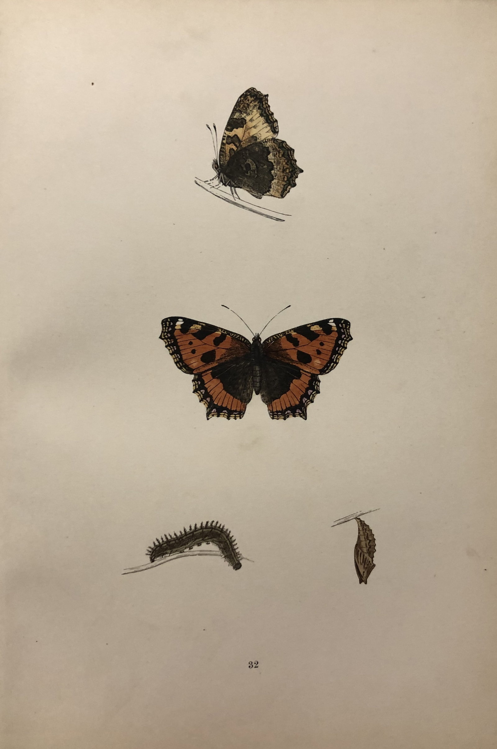 Rev. FO Morris -Print of British Butterflies 1895 (1 of 1)