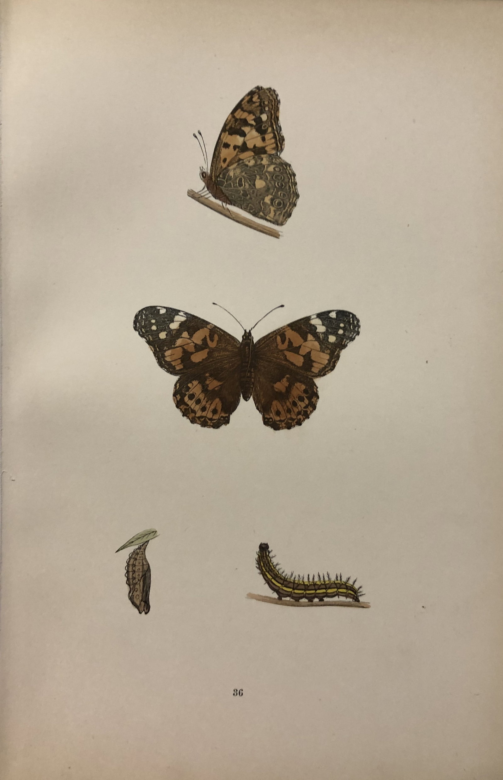 Rev. FO Morris -Print of British Butterflies 1895 (1 of 1)