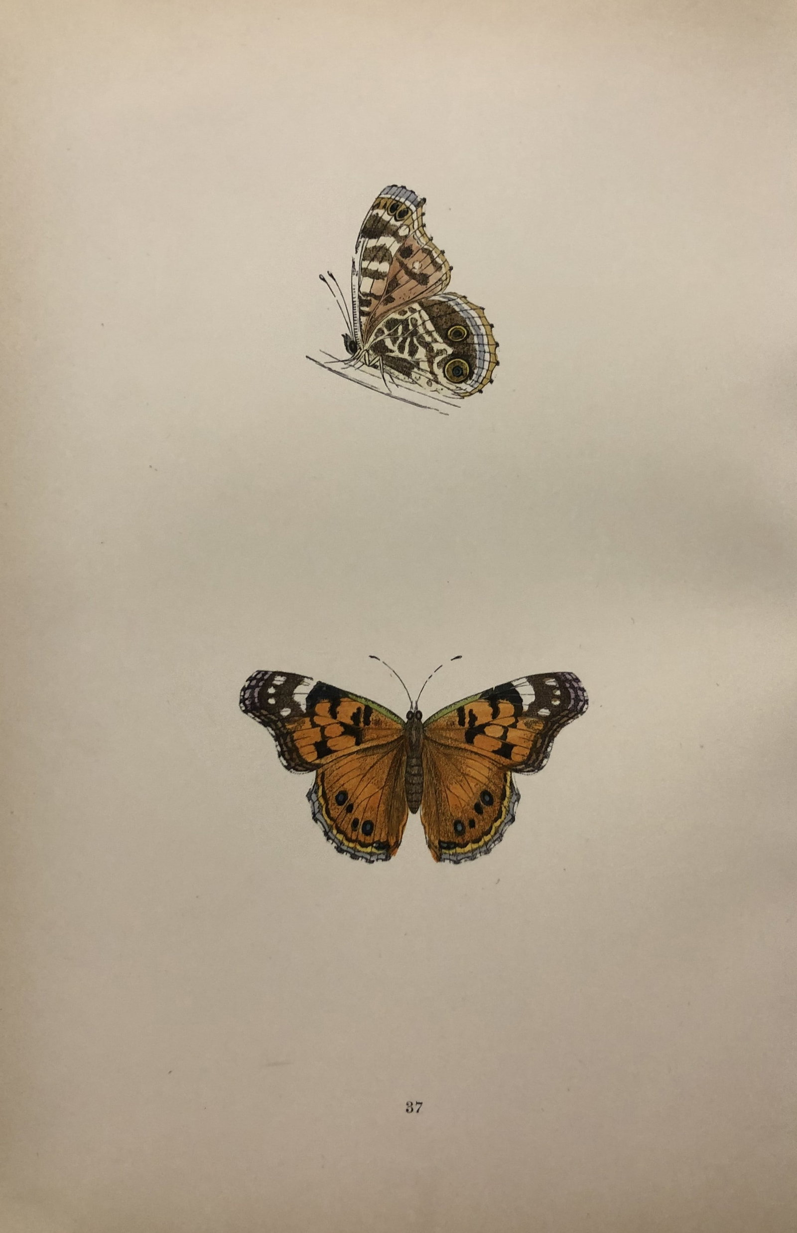 Rev. FO Morris -Print of British Butterflies 1895 (1 of 1)