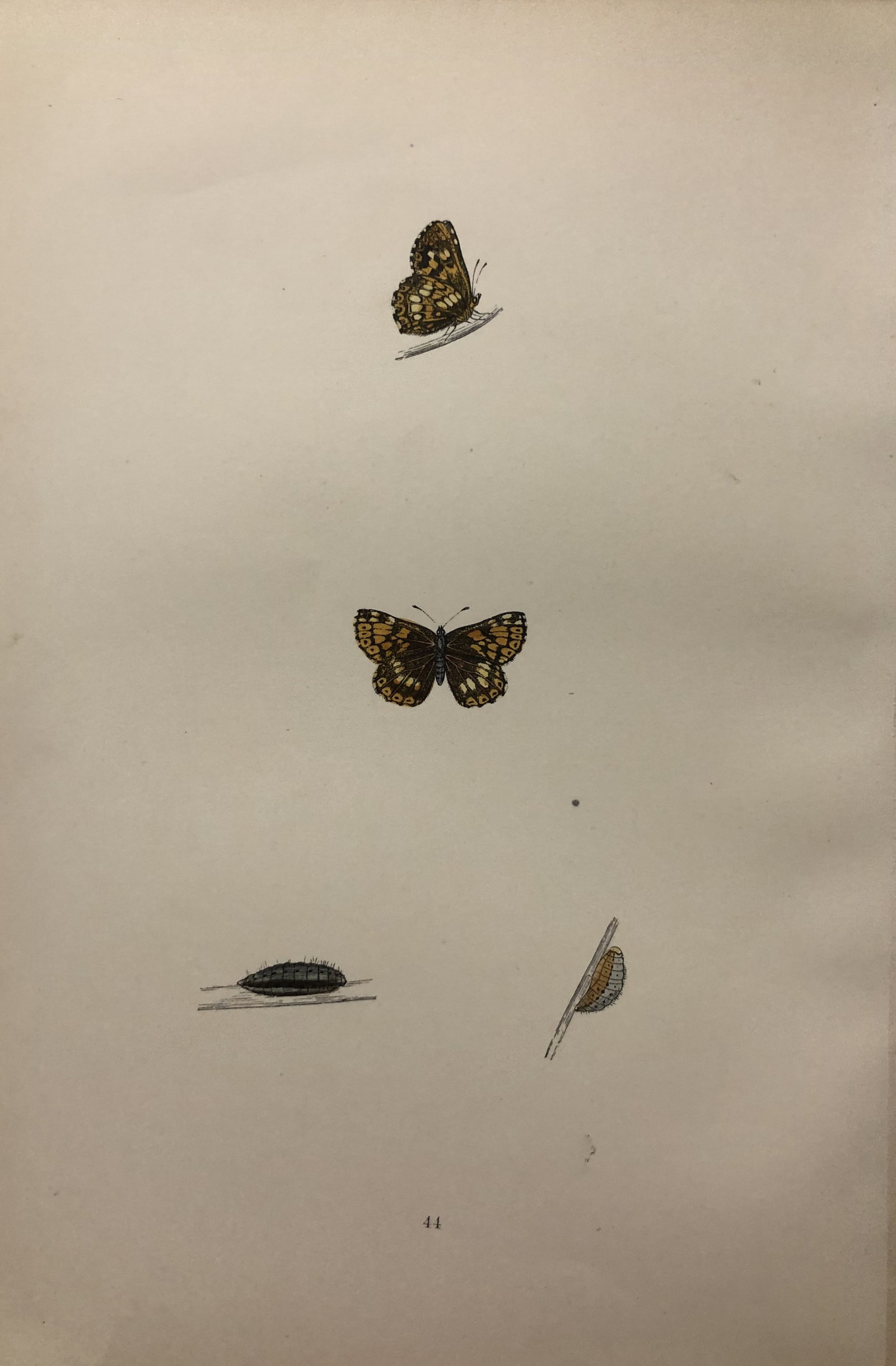 Rev. FO Morris -Print of British Butterflies 1895 (1 of 1)
