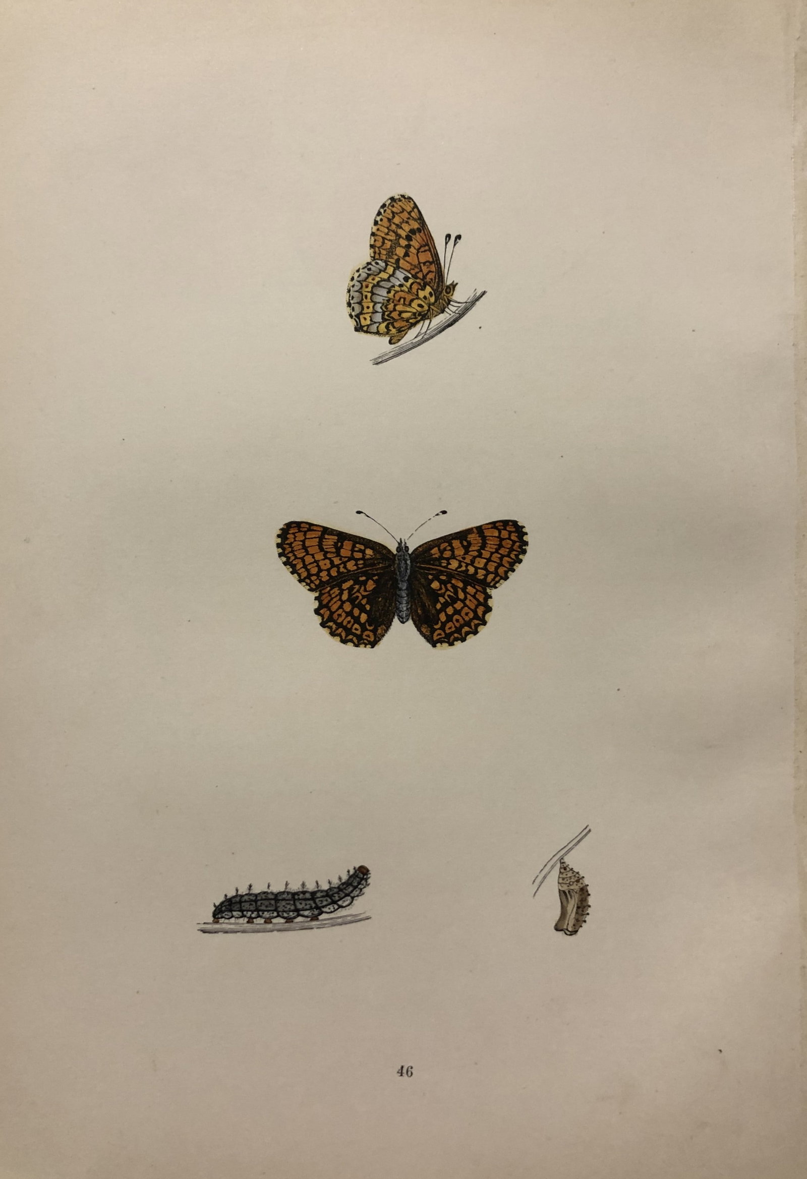 Rev. FO Morris -Print of British Butterflies 1895 (1 of 1)