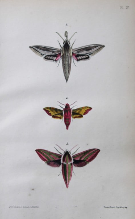 Rev. FO Morris - Print of British Moths 1872: This original hand coloured antique print is from ?A Natural History of British Moths by the Rev. F.O. Morris (published by Bell and Daldry, London 1872. The prints were produced by the process of pri