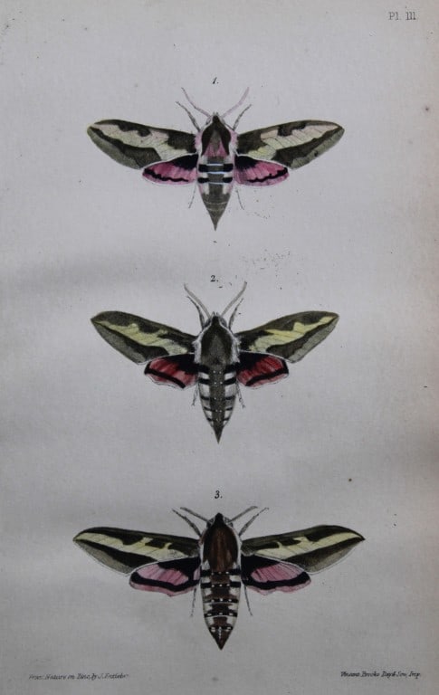 Rev. FO Morris - Print of British Moths 1872: This original hand coloured antique print is from ?A Natural History of British Moths by the Rev. F.O. Morris (published by Bell and Daldry, London 1872. The prints were produced by the process of pri
