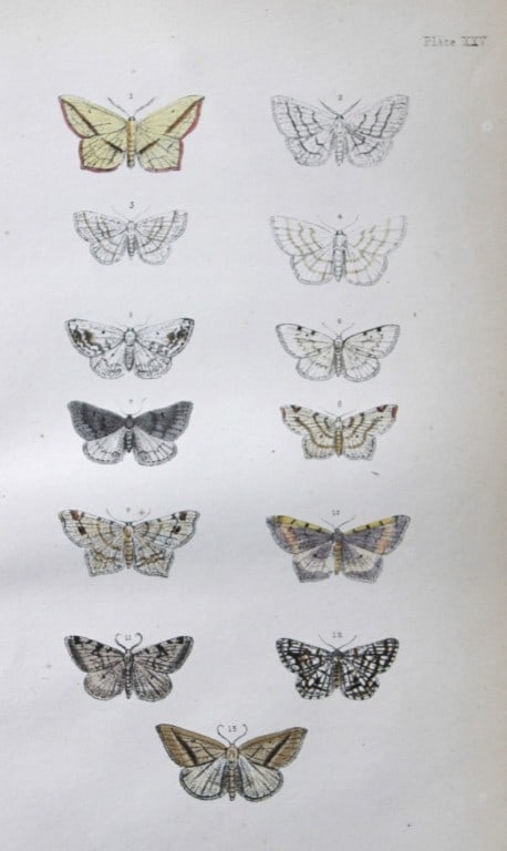 Rev. FO Morris - Print of British Moths 1872: This original hand coloured antique print is from ?A Natural History of British Moths by the Rev. F.O. Morris (published by Bell and Daldry, London 1872. The prints were produced by the process of pri