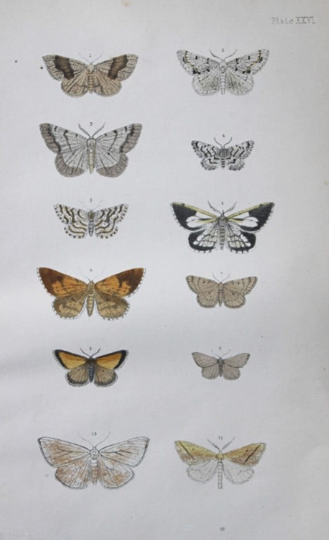 Rev. FO Morris - Print of British Moths 1872: This original hand coloured antique print is from ?A Natural History of British Moths by the Rev. F.O. Morris (published by Bell and Daldry, London 1872. The prints were produced by the process of pri