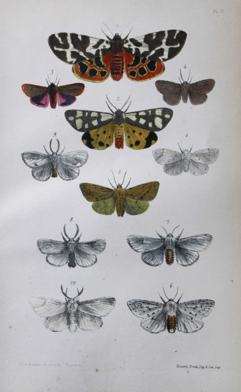 Rev. FO Morris - Print of British Moths 1872: This original hand coloured antique print is from ?A Natural History of British Moths by the Rev. F.O. Morris (published by Bell and Daldry, London 1872. The prints were produced by the process of pri