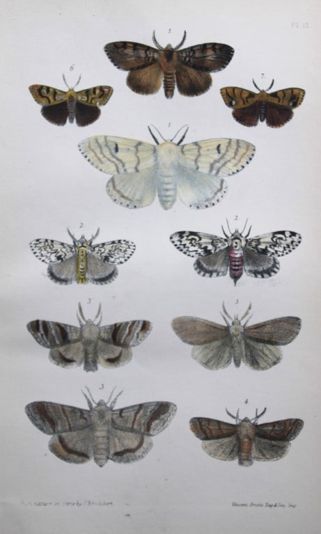 Rev. FO Morris - Print of British Moths 1872: This original hand coloured antique print is from ?A Natural History of British Moths by the Rev. F.O. Morris (published by Bell and Daldry, London 1872. The prints were produced by the process of pri