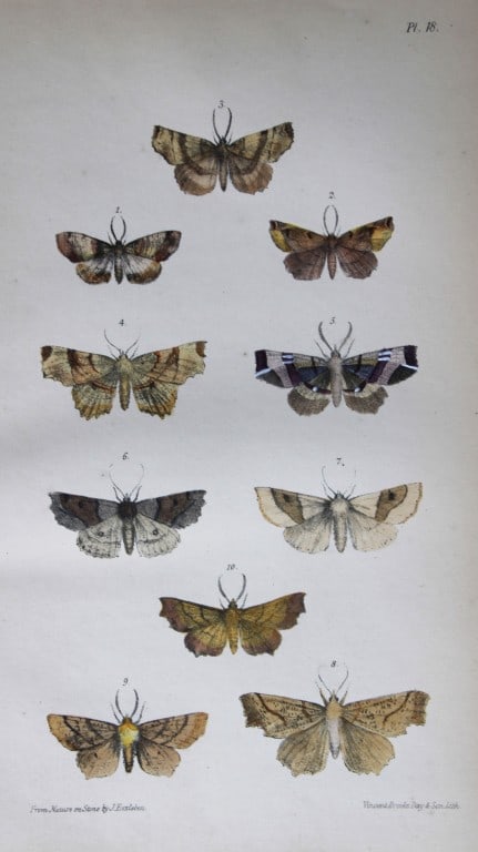 Rev. FO Morris - Print of British Moths 1872: This original hand coloured antique print is from ?A Natural History of British Moths by the Rev. F.O. Morris (published by Bell and Daldry, London 1872. The prints were produced by the process of pri