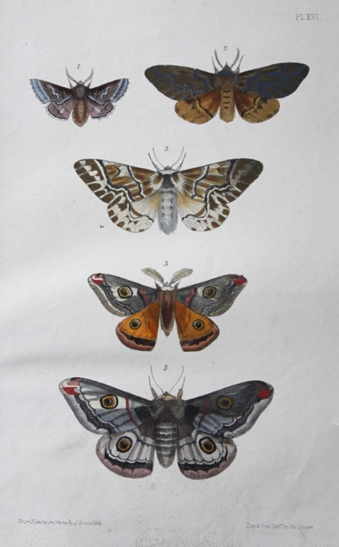 Rev. FO Morris - Print of British Moths 1872: This original hand coloured antique print is from ?A Natural History of British Moths by the Rev. F.O. Morris (published by Bell and Daldry, London 1872. The prints were produced by the process of pri