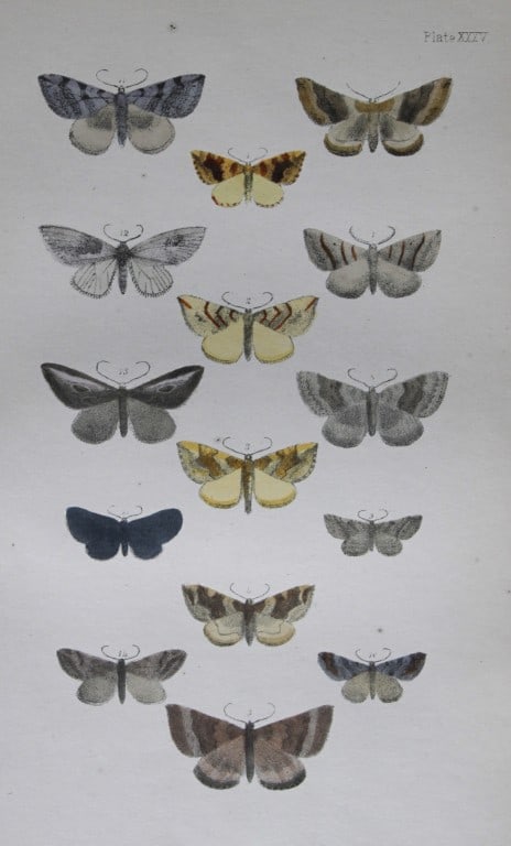 Rev. FO Morris - Print of British Moths 1872: This original hand coloured antique print is from ?A Natural History of British Moths by the Rev. F.O. Morris (published by Bell and Daldry, London 1872. The prints were produced by the process of pri