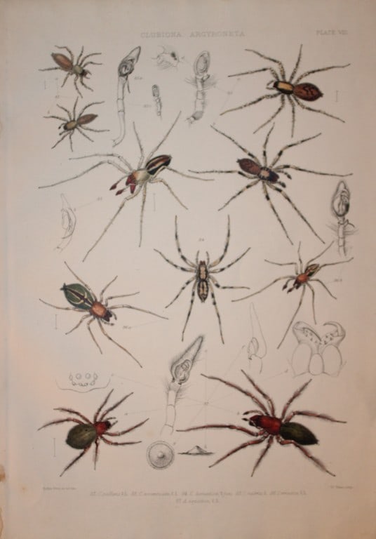 J Blackwall - Hand coloured lithograph of Spiders by Tuffen West 1864: This hand-coloured lithograph is from A History of the Spiders of Great Britain and Ireland by John Blackwall. First edition published for the Ray Society by Robert Hardwicke, Piccadilly London1864. J