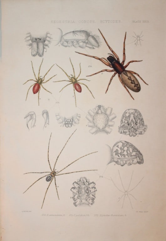 J Blackwall - Hand coloured lithograph of Spiders by Tuffen West 1864: This hand-coloured lithograph is from A History of the Spiders of Great Britain and Ireland by John Blackwall. First edition published for the Ray Society by Robert Hardwicke, Piccadilly London1864. J